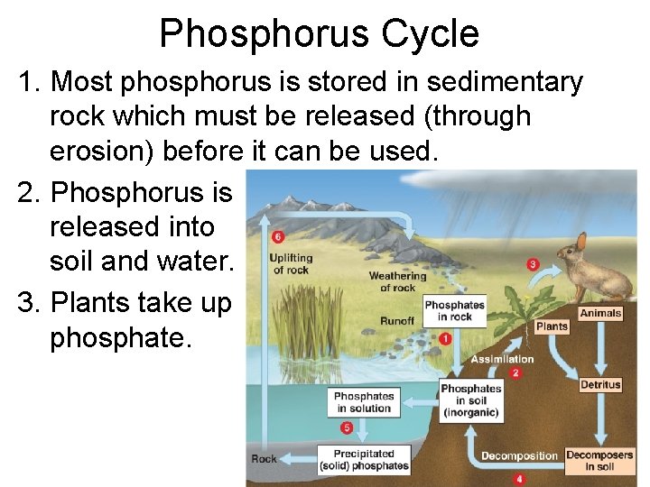 Phosphorus Cycle 1. Most phosphorus is stored in sedimentary rock which must be released