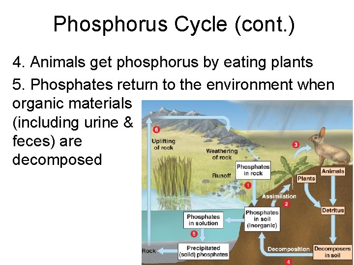 Phosphorus Cycle (cont. ) 4. Animals get phosphorus by eating plants 5. Phosphates return