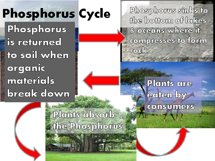 Phosphorus Cycle Phosphorus is eroded from is returned rock andwhen to soil dissolved in