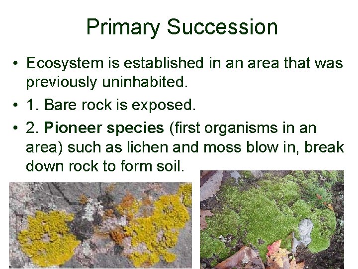 Primary Succession • Ecosystem is established in an area that was previously uninhabited. •