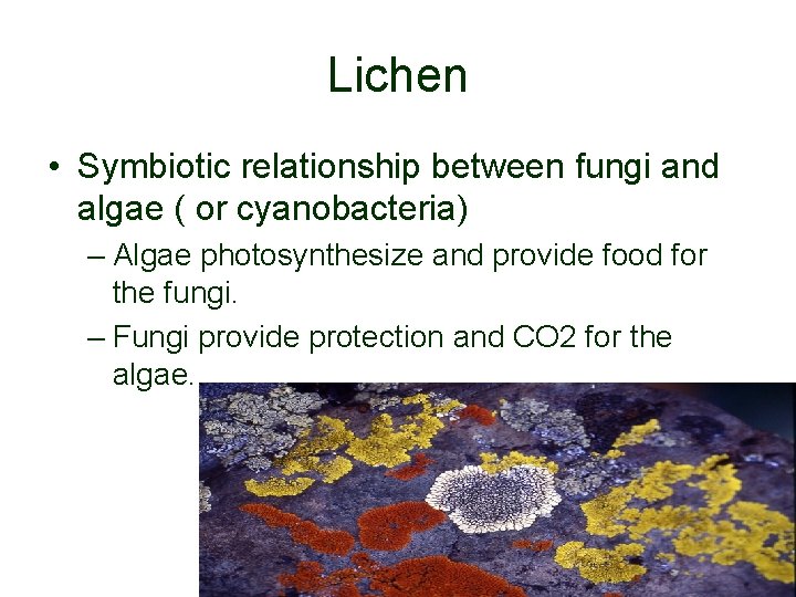 Lichen • Symbiotic relationship between fungi and algae ( or cyanobacteria) – Algae photosynthesize