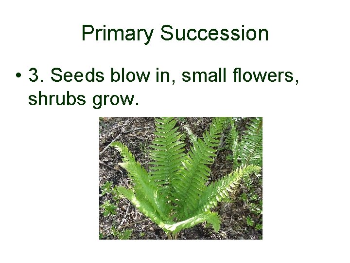 Primary Succession • 3. Seeds blow in, small flowers, shrubs grow. 