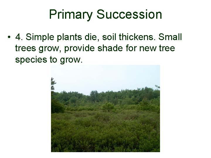 Primary Succession • 4. Simple plants die, soil thickens. Small trees grow, provide shade