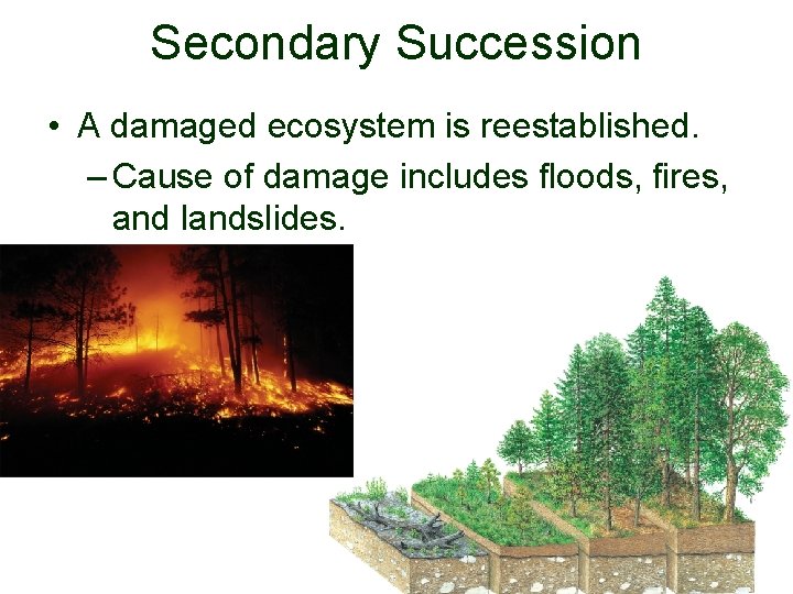 Secondary Succession • A damaged ecosystem is reestablished. – Cause of damage includes floods,