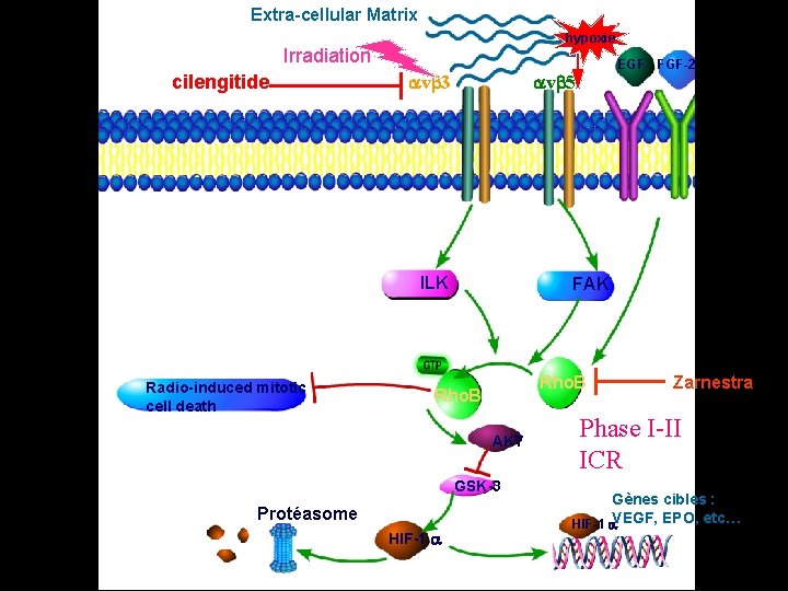 Extra-cellular Matrix hypoxie Irradiation cilengitide avb 3 avb 5 ILK Radio-induced mitotic cell death