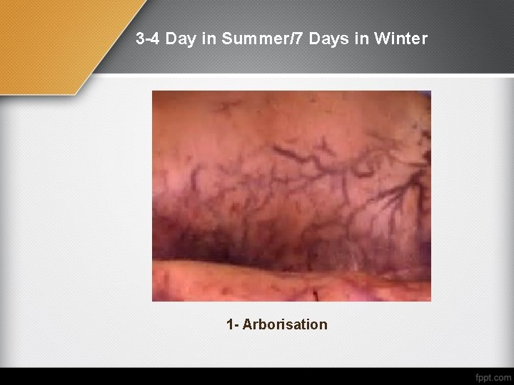 3 -4 Day in Summer/7 Days in Winter 1 - Arborisation 
