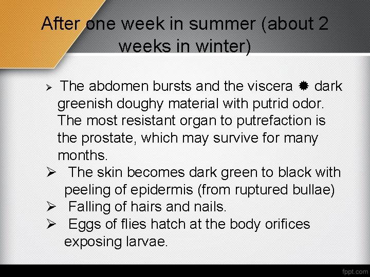 After one week in summer (about 2 weeks in winter) The abdomen bursts and