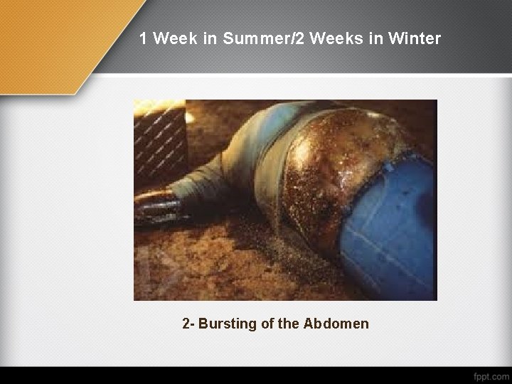 1 Week in Summer/2 Weeks in Winter 2 - Bursting of the Abdomen 