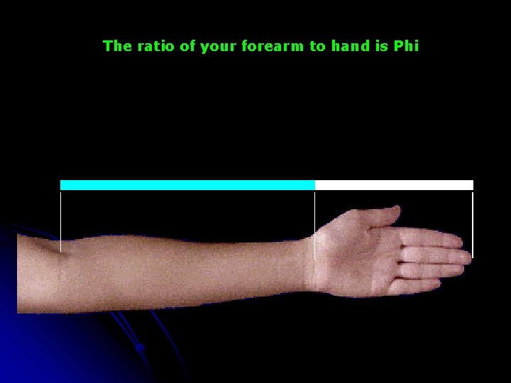 The ratio of your forearm to hand is Phi 