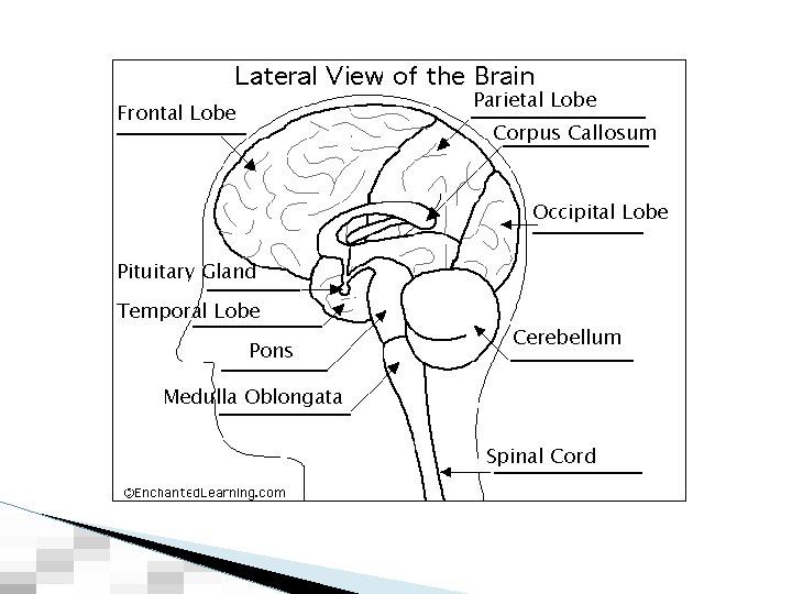 Parietal Lobe Frontal Lobe Corpus Callosum Occipital Lobe Pituitary Gland Temporal Lobe Pons Cerebellum