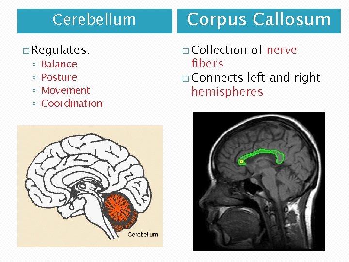 Cerebellum � Regulates: ◦ ◦ Balance Posture Movement Coordination Corpus Callosum � Collection of