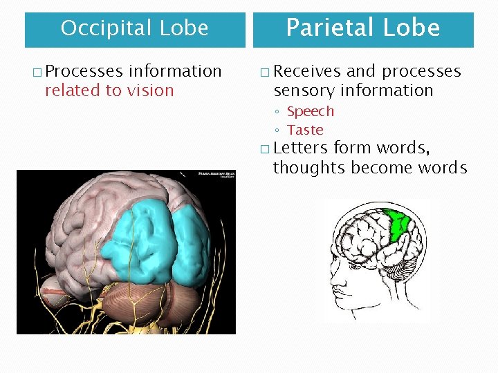 Occipital Lobe � Processes information related to vision Parietal Lobe � Receives and processes