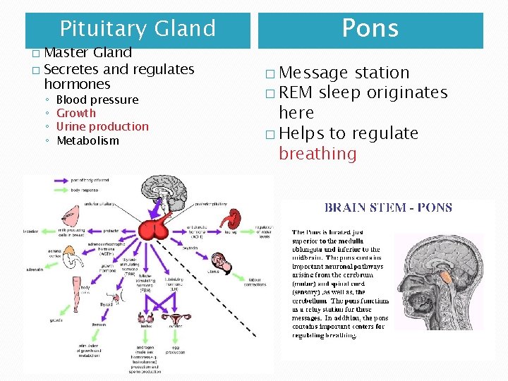 Pituitary Gland � Master Gland � Secretes and regulates hormones ◦ ◦ Blood pressure