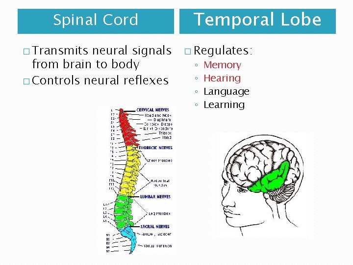 Spinal Cord � Transmits neural signals from brain to body � Controls neural reflexes