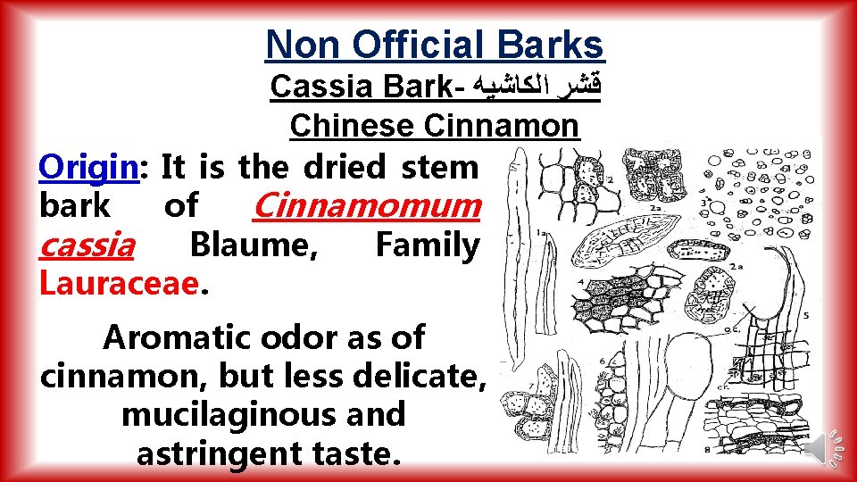 Non Official Barks Cassia Bark- ﻗﺸﺮ ﺍﻟﻜﺎﺷﻴﻪ Chinese Cinnamon Origin: It is the dried