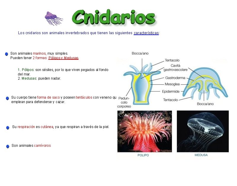 Los cnidarios son animales invertebrados que tienen las siguientes características: Son animales marinos, muy