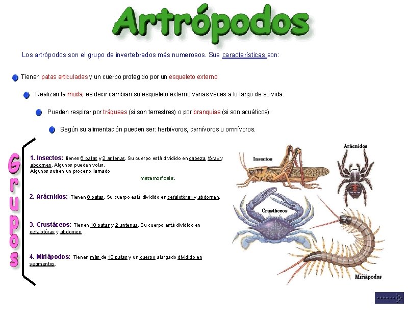 Los artrópodos son el grupo de invertebrados más numerosos. Sus características son: Tienen patas