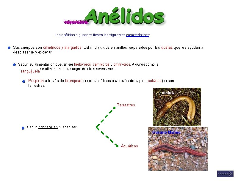Los anélidos o gusanos tienen las siguientes características: Sus cuerpos son cilíndricos y alargados.