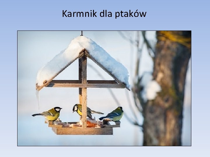 Karmnik dla ptaków 