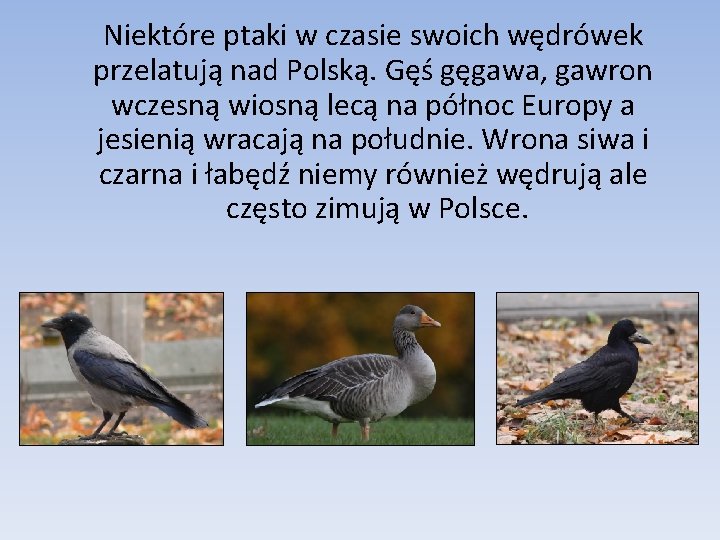 Niektóre ptaki w czasie swoich wędrówek przelatują nad Polską. Gęś gęgawa, gawron wczesną wiosną