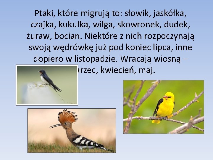 Ptaki, które migrują to: słowik, jaskółka, czajka, kukułka, wilga, skowronek, dudek, żuraw, bocian. Niektóre