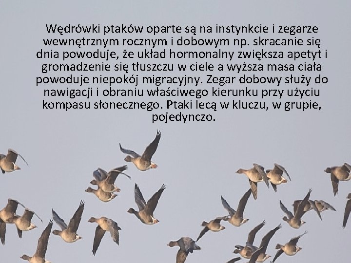 Wędrówki ptaków oparte są na instynkcie i zegarze wewnętrznym rocznym i dobowym np. skracanie