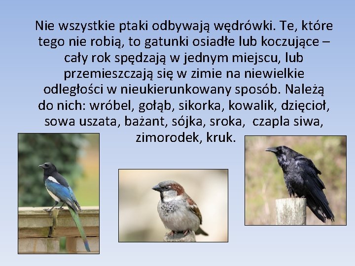 Nie wszystkie ptaki odbywają wędrówki. Te, które tego nie robią, to gatunki osiadłe lub