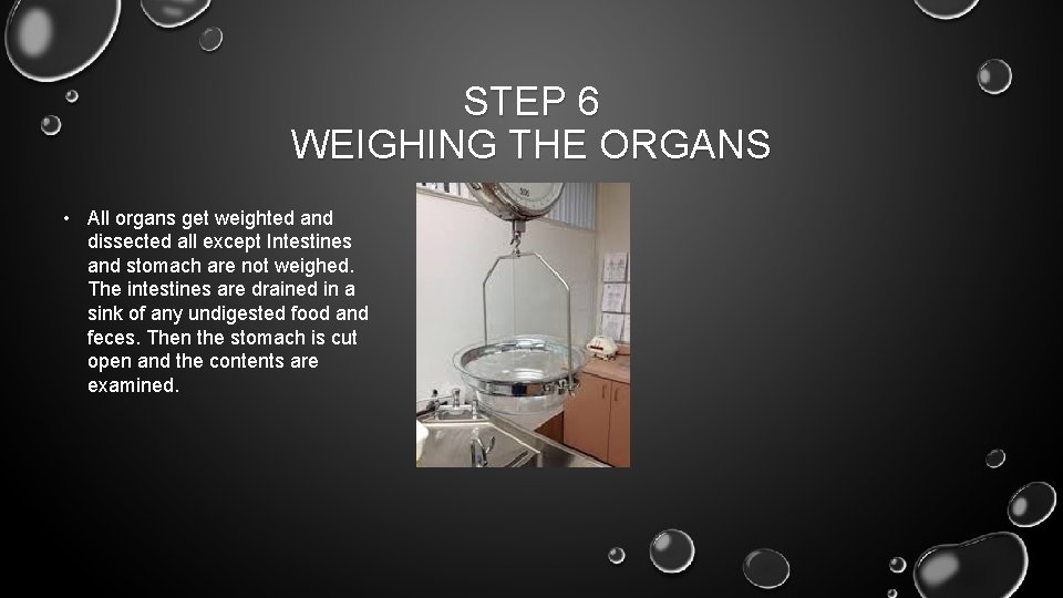 STEP 6 WEIGHING THE ORGANS • All organs get weighted and dissected all except
