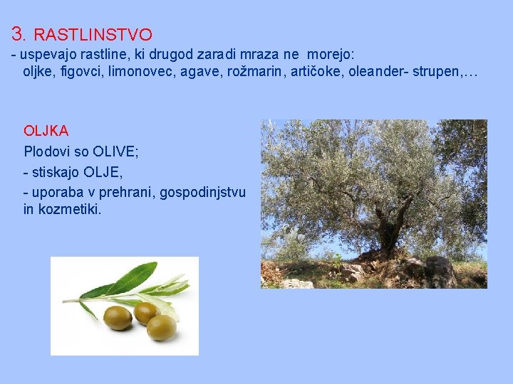 3. RASTLINSTVO - uspevajo rastline, ki drugod zaradi mraza ne morejo: oljke, figovci, limonovec,