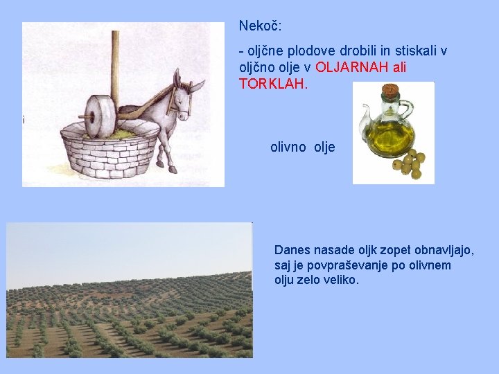 Nekoč: - oljčne plodove drobili in stiskali v oljčno olje v OLJARNAH ali TORKLAH.