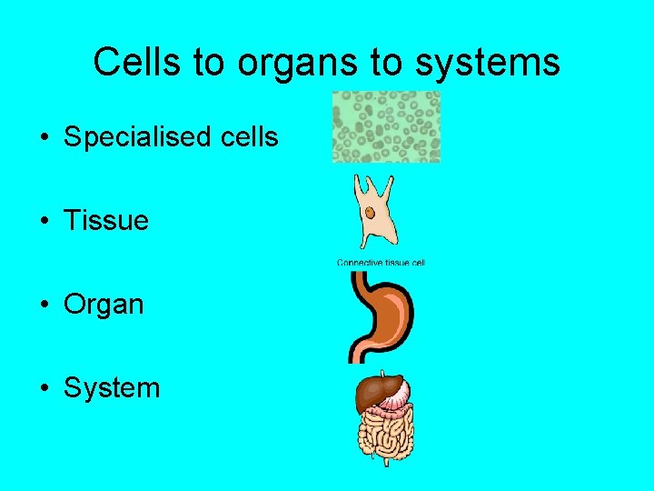 Cells to organs to systems • Specialised cells • Tissue • Organ • System