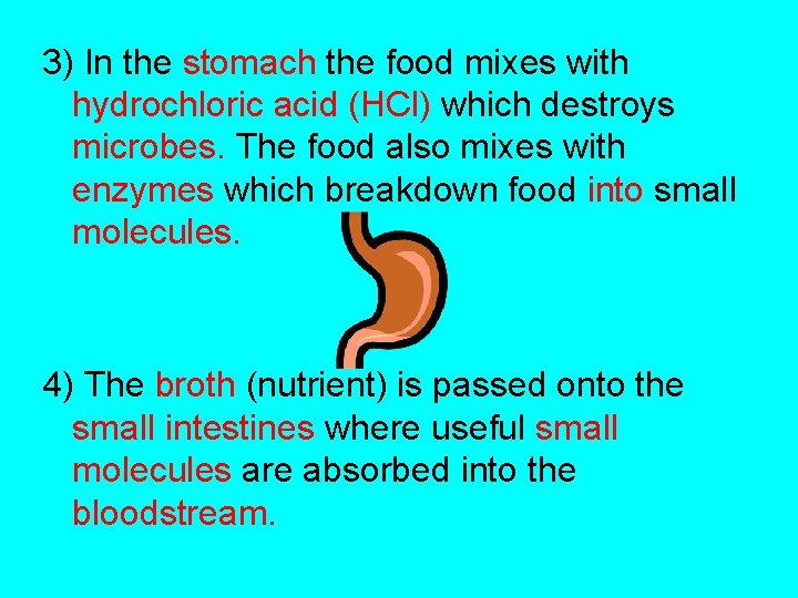 3) In the stomach the food mixes with hydrochloric acid (HCl) which destroys microbes.