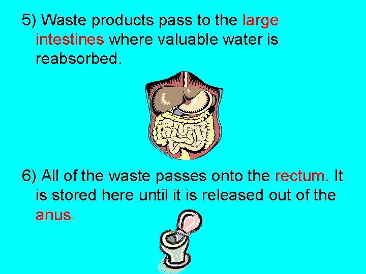 5) Waste products pass to the large intestines where valuable water is reabsorbed. 6)