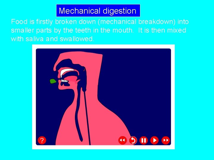 Mechanical digestion Food is firstly broken down (mechanical breakdown) into smaller parts by the