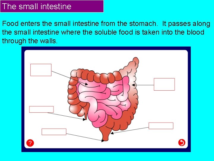 The small intestine Food enters the small intestine from the stomach. It passes along