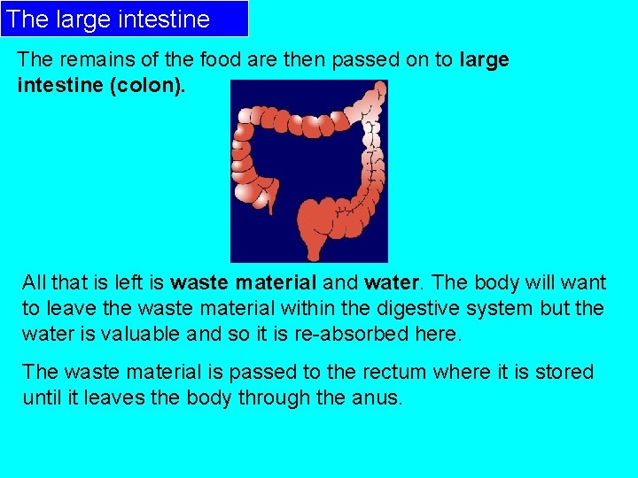 The large intestine The remains of the food are then passed on to large