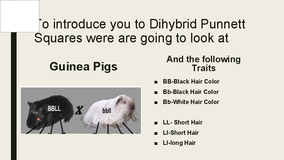 To introduce you to Dihybrid Punnett Squares were are going to look at Guinea