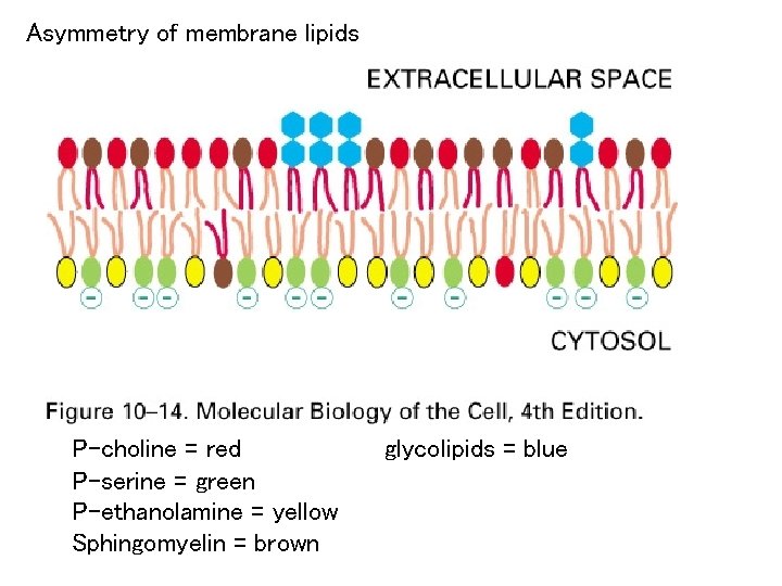 Asymmetry of membrane lipids P-choline = red P-serine = green P-ethanolamine = yellow Sphingomyelin