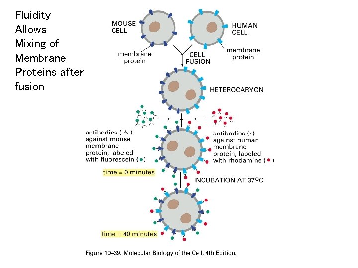 Fluidity Allows Mixing of Membrane Proteins after fusion 