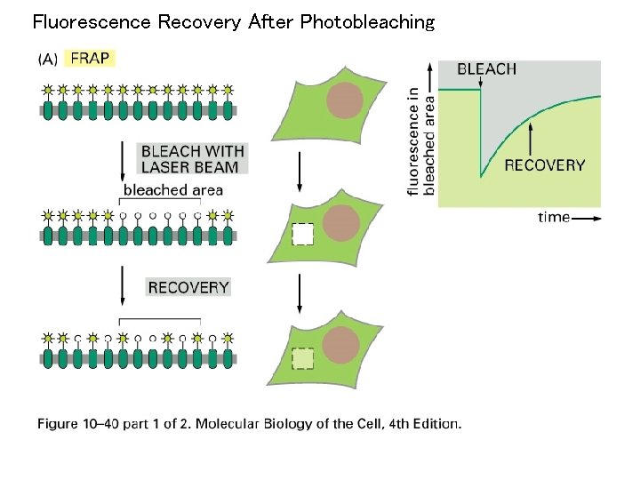 Fluorescence Recovery After Photobleaching 