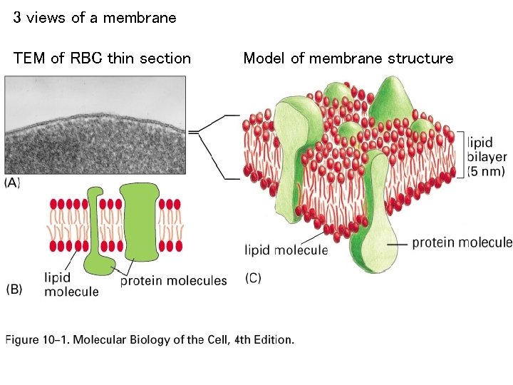 3 views of a membrane TEM of RBC thin section Model of membrane structure