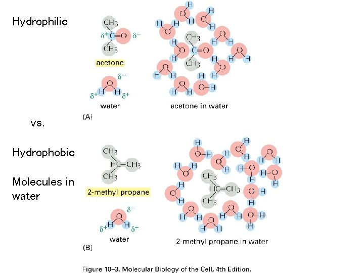 Hydrophilic vs. Hydrophobic Molecules in water 