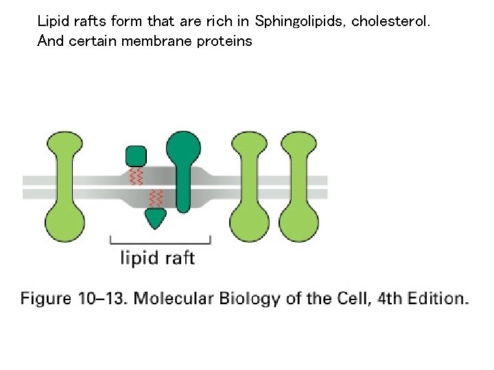Lipid rafts form that are rich in Sphingolipids, cholesterol. And certain membrane proteins 