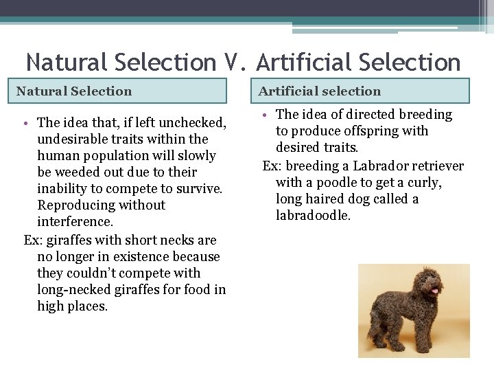 Natural Selection V. Artificial Selection Natural Selection • The idea that, if left unchecked,