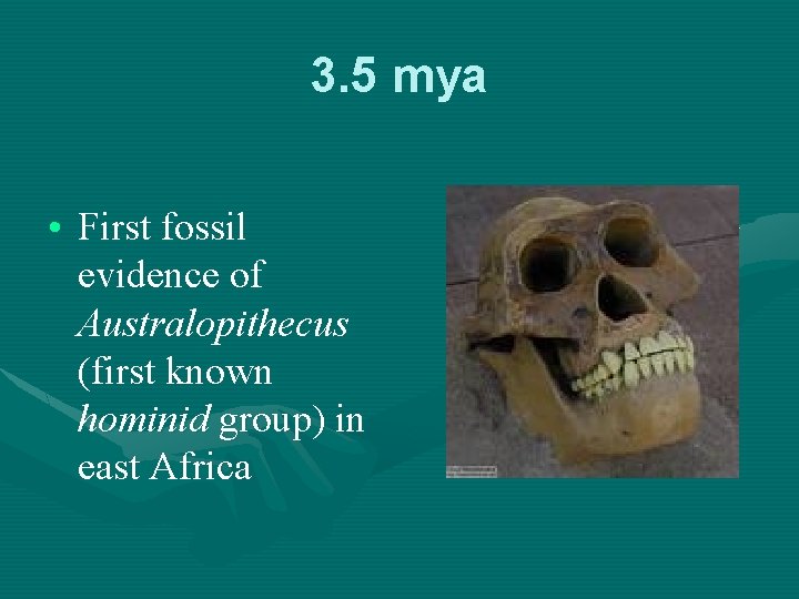 3. 5 mya • First fossil evidence of Australopithecus (first known hominid group) in