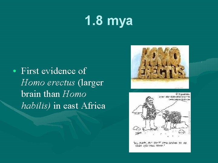 1. 8 mya • First evidence of Homo erectus (larger brain than Homo habilis)