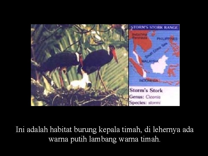 Ini adalah habitat burung kepala timah, di lehernya ada warna putih lambang warna timah.