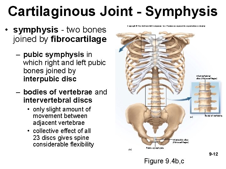 Cartilaginous Joint - Symphysis • symphysis - two bones joined by fibrocartilage Copyright ©