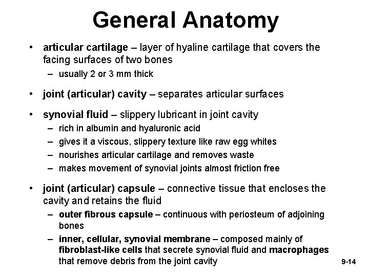 General Anatomy • articular cartilage – layer of hyaline cartilage that covers the facing