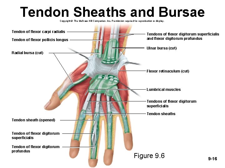 Tendon Sheaths and Bursae Copyright © The Mc. Graw-Hill Companies, Inc. Permission required for